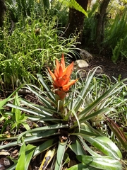 Tillandsia ponderosa