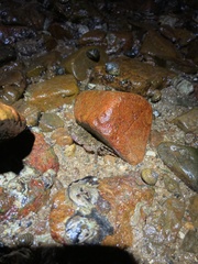 Metopograpsus frontalis