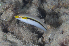 Halichoeres scapularis