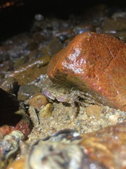 Metopograpsus frontalis