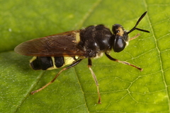 Stratiomys norma
