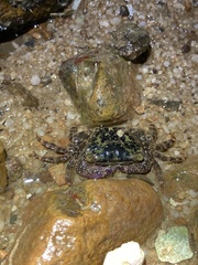 Metopograpsus frontalis