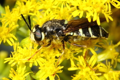 Stratiomys badia