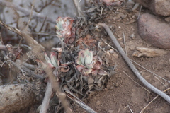 Dudleya virens