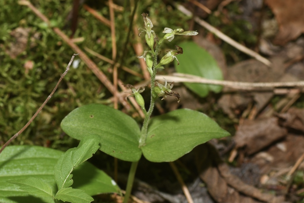 Auricled twayblade (Neottia auriculata)