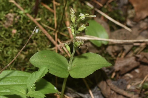Auricled twayblade (Neottia auriculata)