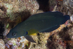 Pseudochromis fuscus