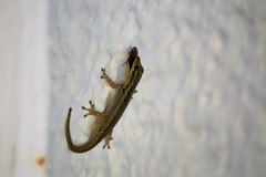 Lygodactylus picturatus