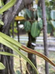 Pyrrosia adnascens
