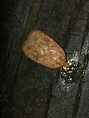Agonopterix robiniella
