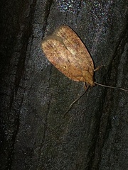Agonopterix robiniella