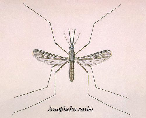 Anopheles earlei photo 3
