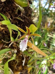 Oncidium leucochilum
