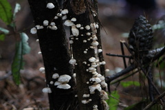 Marasmiellus alliiodorus