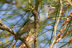 Thraupis glaucocolpa
