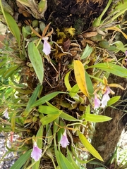 Oncidium leucochilum