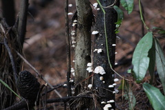 Marasmiellus alliiodorus