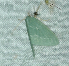 Euloxia hypsithrona