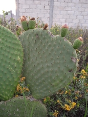 Opuntia spinulifera