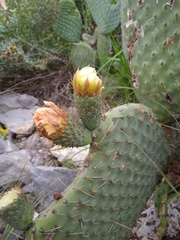 Opuntia spinulifera