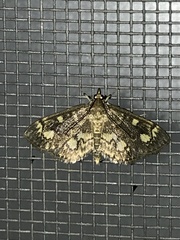 Anania coronata
