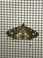 Anania coronata