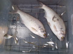 Leiostomus xanthurus