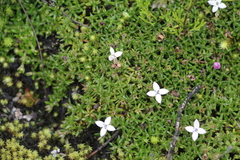 Arcytophyllum muticum