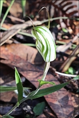 Pterostylis striata