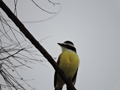 Pitangus sulphuratus