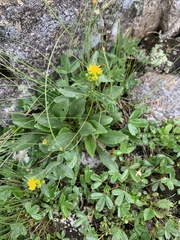 Solidago leiocarpa