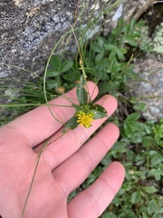 Solidago leiocarpa