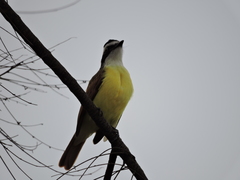 Pitangus sulphuratus