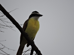 Pitangus sulphuratus