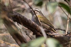 Arremonops tocuyensis