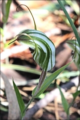 Pterostylis striata
