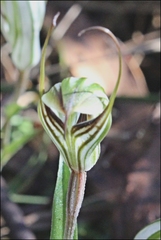 Pterostylis striata
