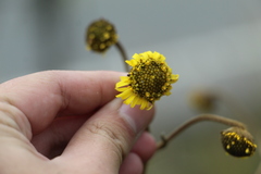 Espeletia boyacensis