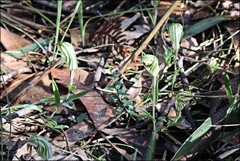 Pterostylis striata