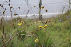 Espeletia boyacensis
