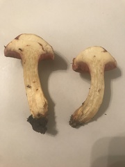 Chalciporus rubinellus