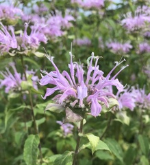 Monarda fistulosa