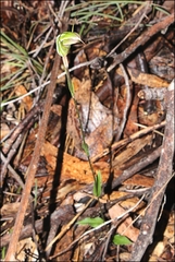 Pterostylis × toveyana
