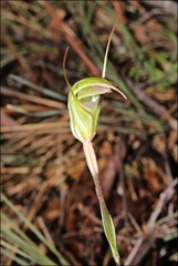 Pterostylis × toveyana
