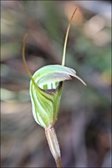 Pterostylis × toveyana