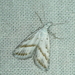 Pale Tuft-Moth - Photo (c) David Mules, some rights reserved (CC BY-NC), uploaded by David Mules