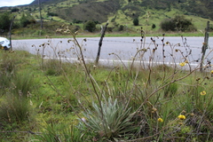 Espeletia boyacensis