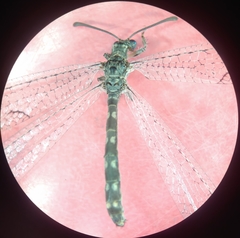 Myrmeleontidae