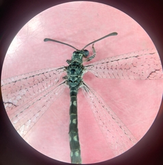 Myrmeleontidae