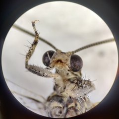 Myrmeleontidae